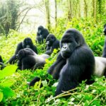 gorilla in the forest